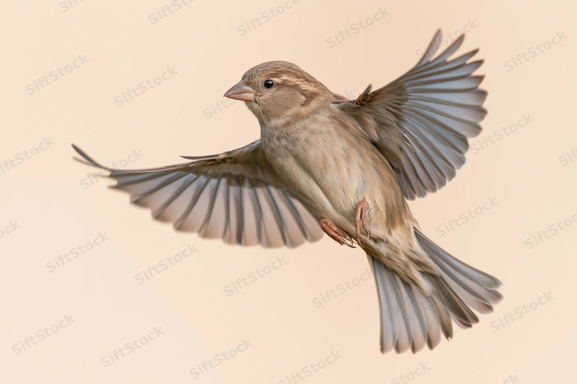 Female house sparrow in mid-flight with wings fully spread against plain background