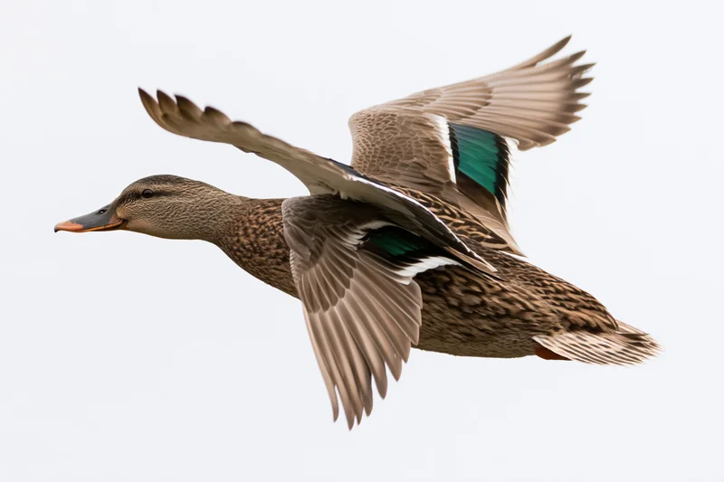 Female mallard duck in mid-flight with wings fully spread upward against white background