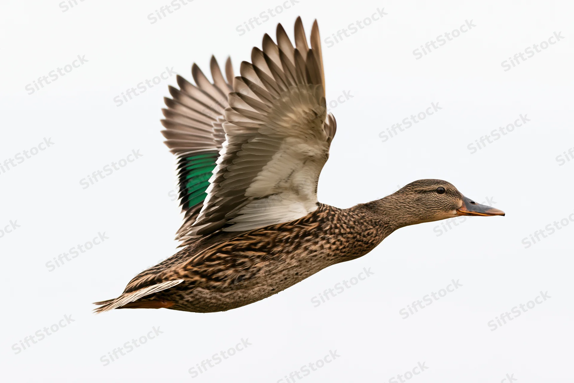 Female mallard duck in mid-flight with wings fully spread upward against white background