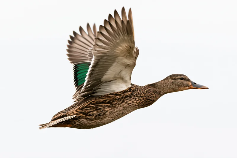 Female mallard duck in mid-flight with wings fully spread upward against white background