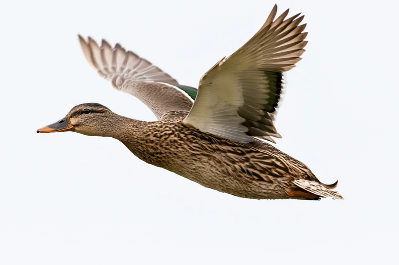 Female mallard duck in mid-flight with wings fully spread upward against white background