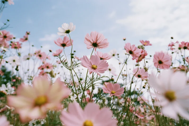 Cosmos flowers in full bloom in a field under a blue sky from a low angle