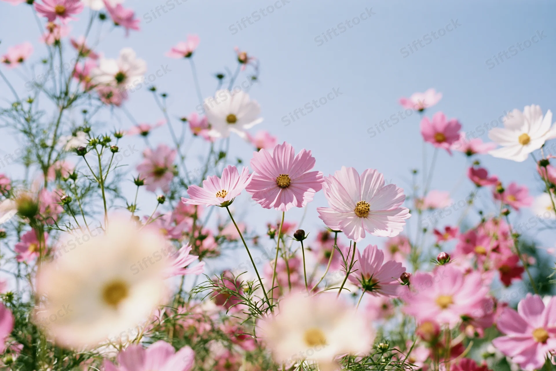 Cosmos flowers in full bloom viewed from ground level against a blue sky