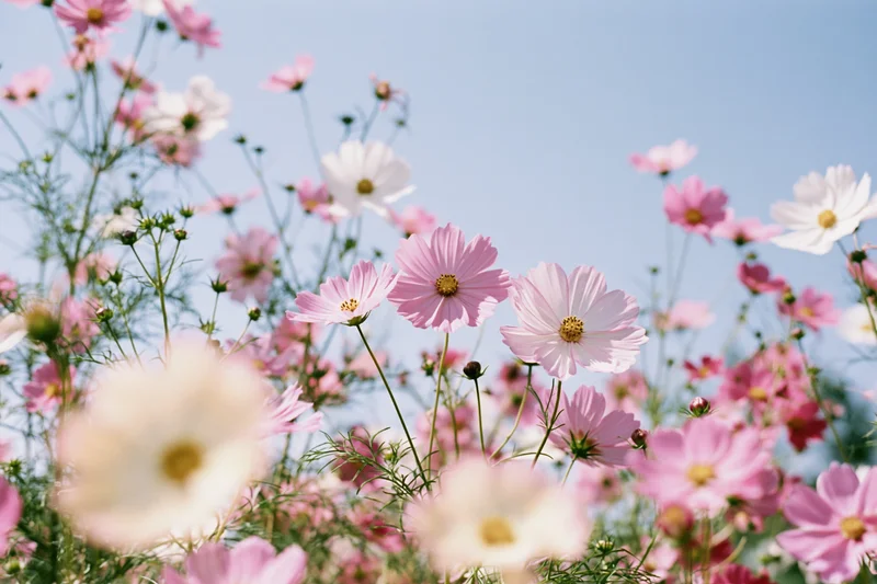 Cosmos flowers in full bloom viewed from ground level against a blue sky