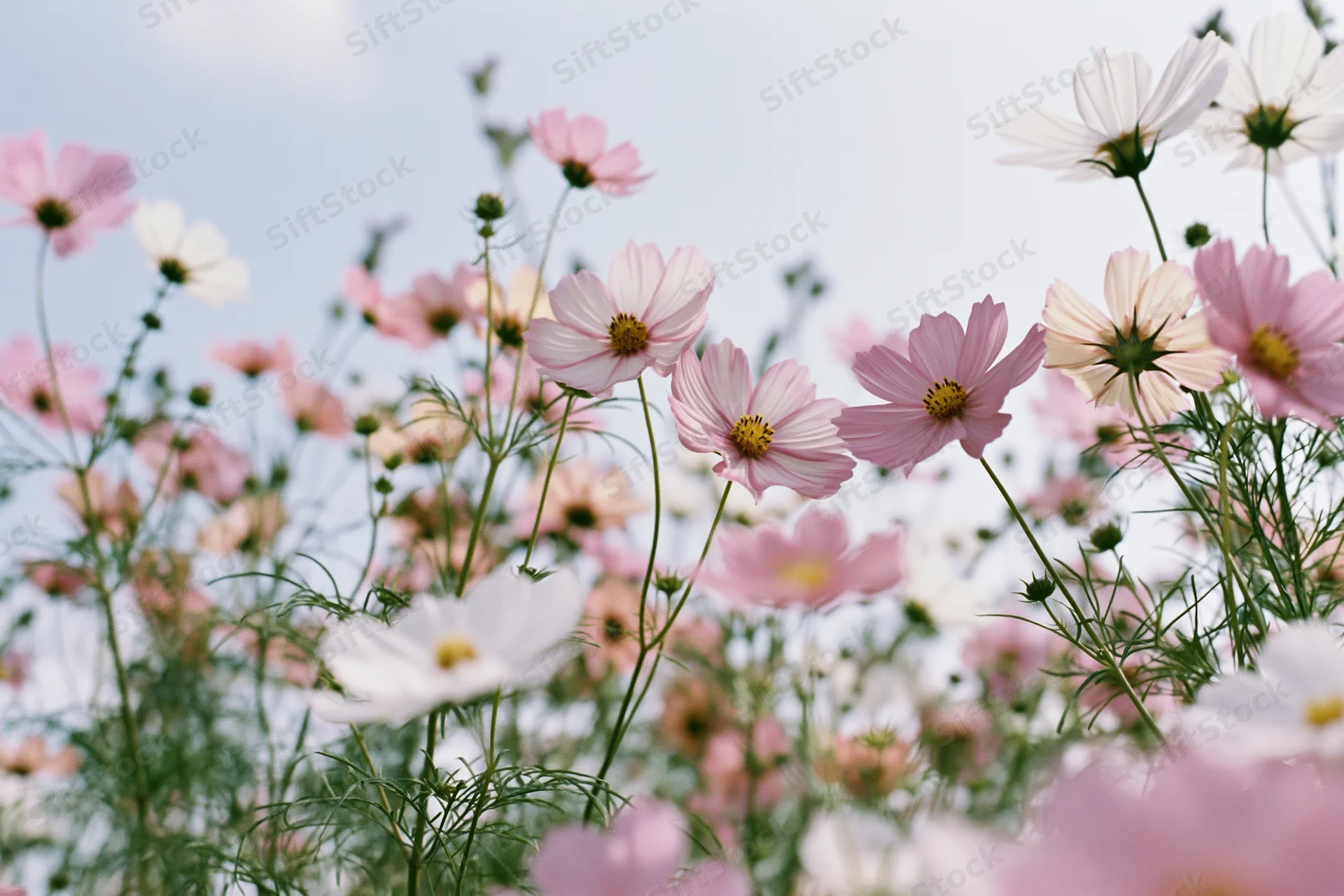 Cosmos flowers in full bloom in a field viewed from low angle