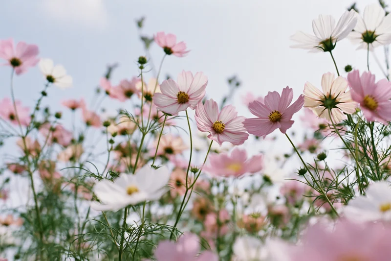 Cosmos flowers in full bloom in a field viewed from low angle