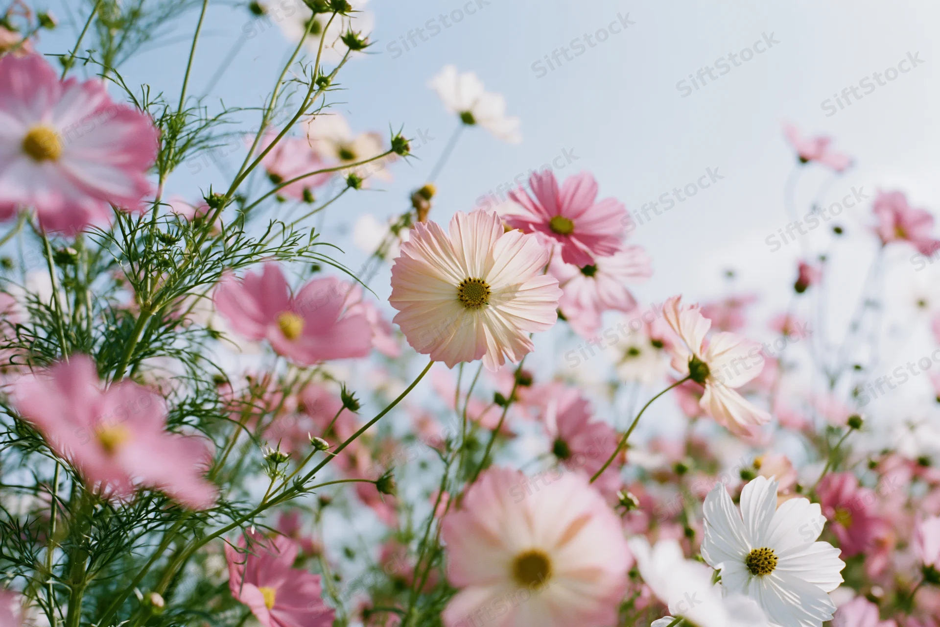 Cosmos flowers in full bloom in a field viewed from ground level
