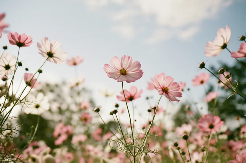 Cosmos flowers in full bloom in a field viewed from ground level