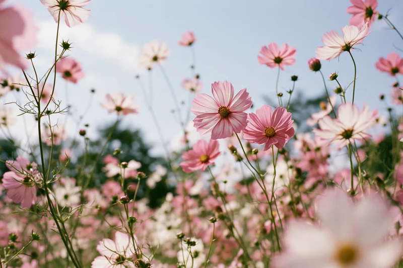 Cosmos flowers in full bloom in a field under a blue sky with soft focus and copyspace