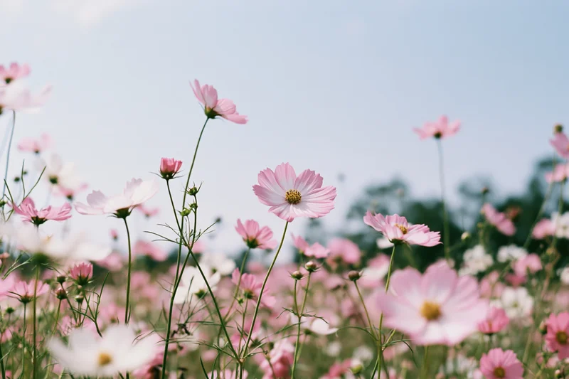 Cosmos flowers in full bloom in a field viewed from ground level