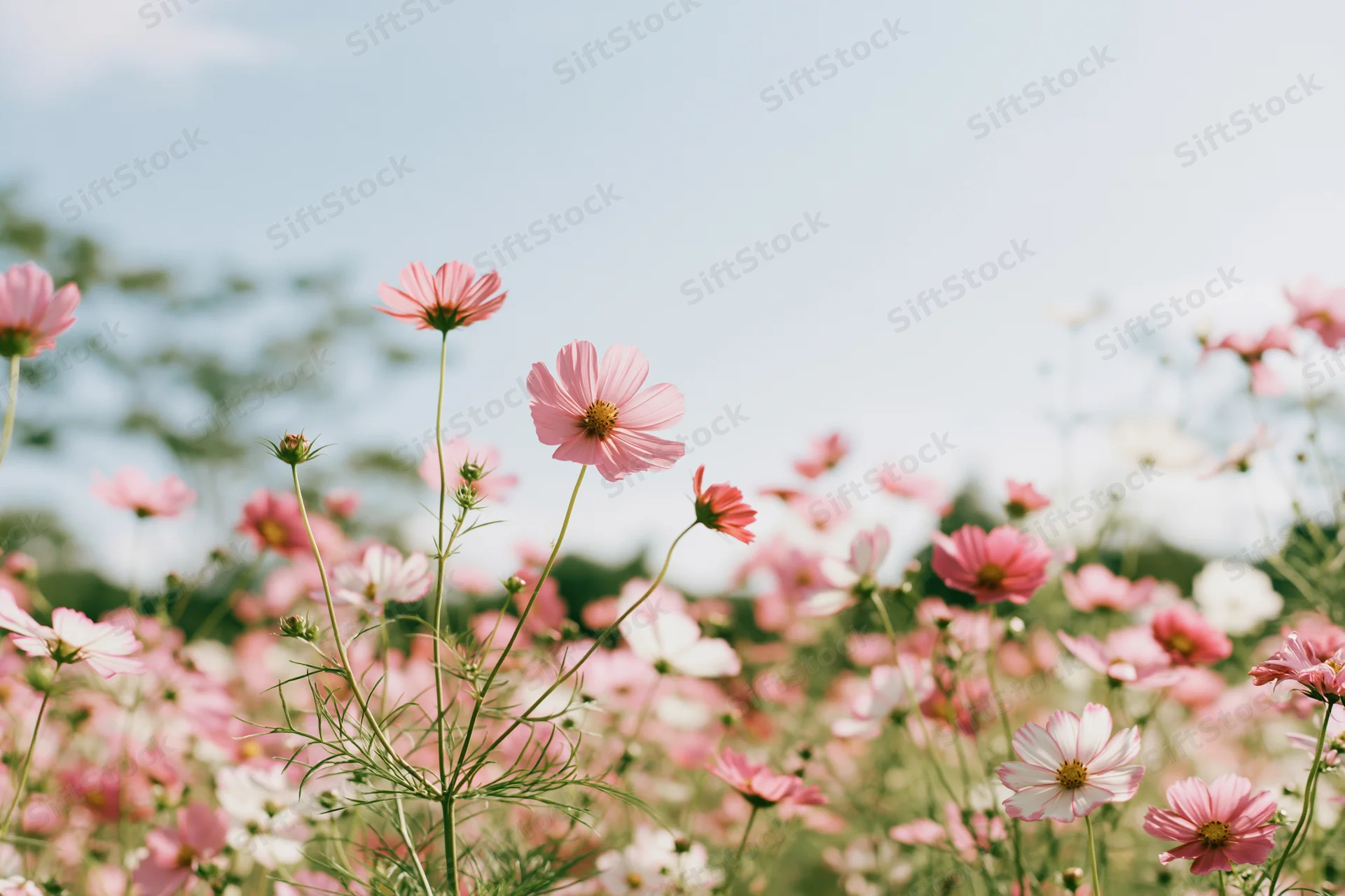 Cosmos flowers in full bloom in a field viewed from ground level