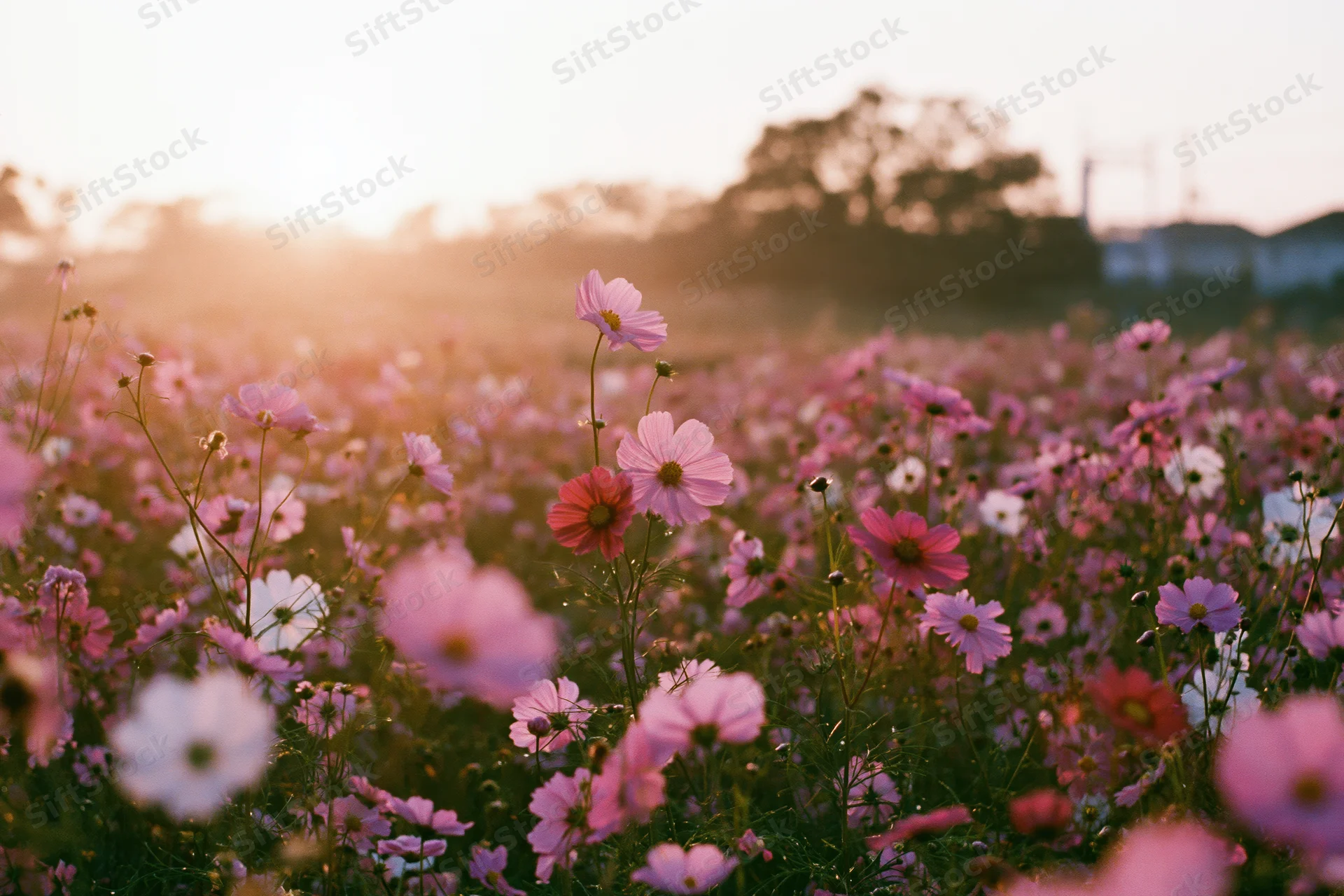 Cosmos flowers in full bloom in a wide field at sunset from a low angle