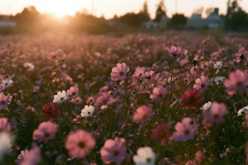 Cosmos flowers in full bloom across a wide field at sunset, low-angle view