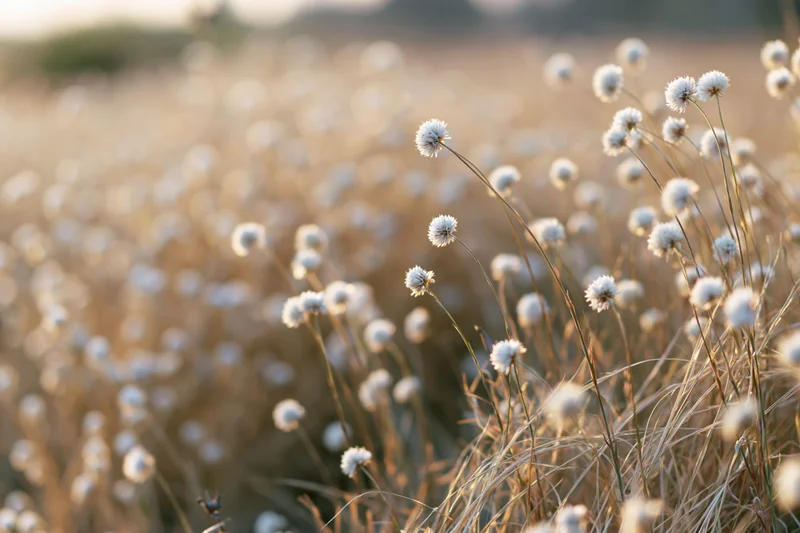 Field of small white globe-shaped wildflowers on slender stems in golden light with soft focus background