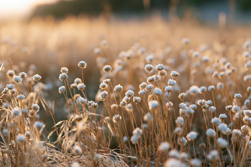 Field of small white globe-shaped wildflowers on slender stems in golden sunlight