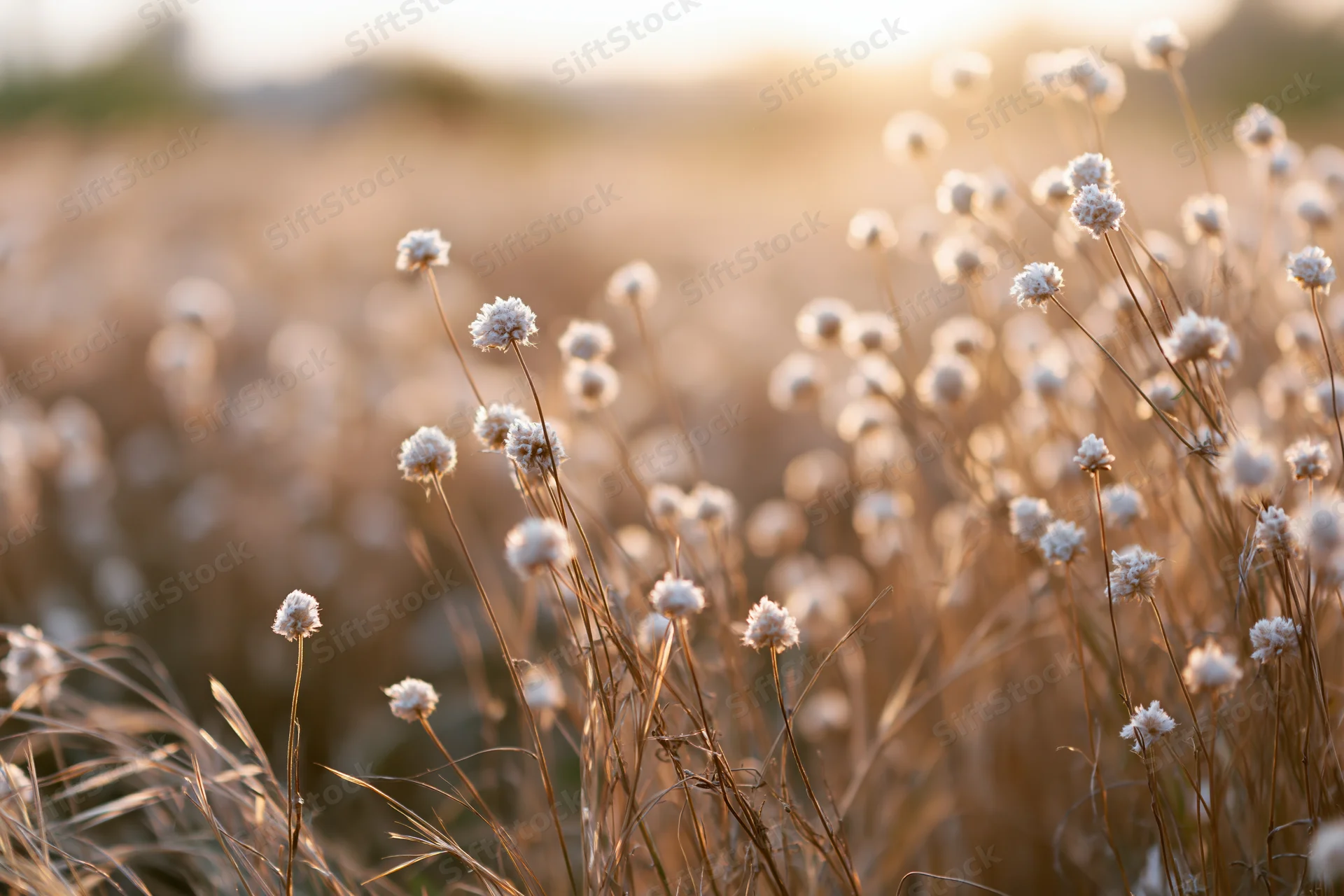 Small white globe-shaped wildflowers on slender stems in a golden field at sunset