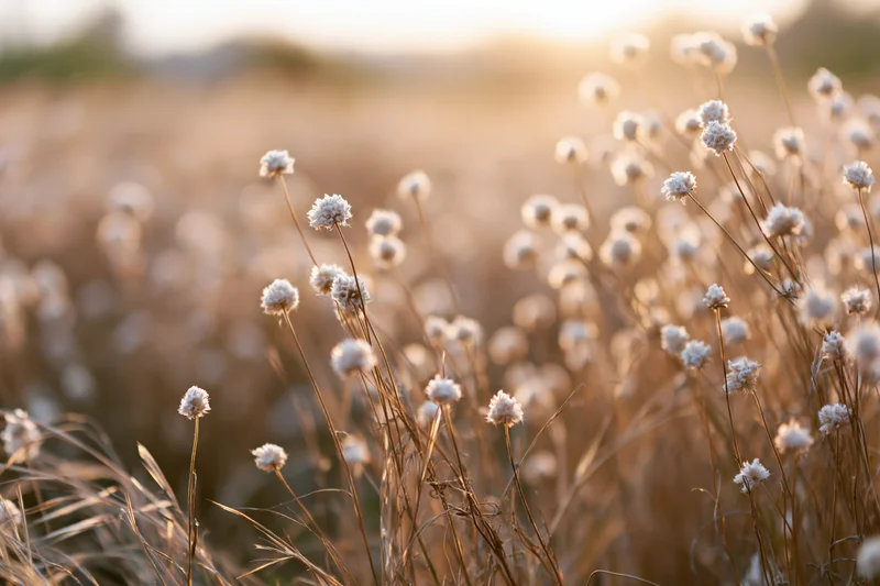 Small white globe-shaped wildflowers on slender stems in a golden field at sunset