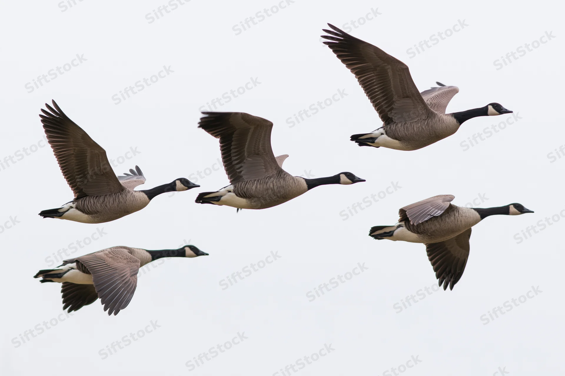 Five canada geese flying in loose formation against a white sky
