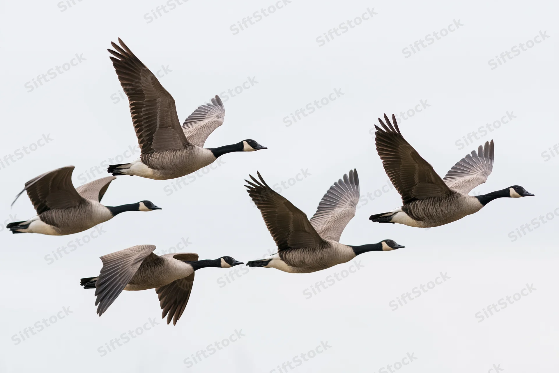 Five canada geese in mid-flight formation with wings extended against a plain sky