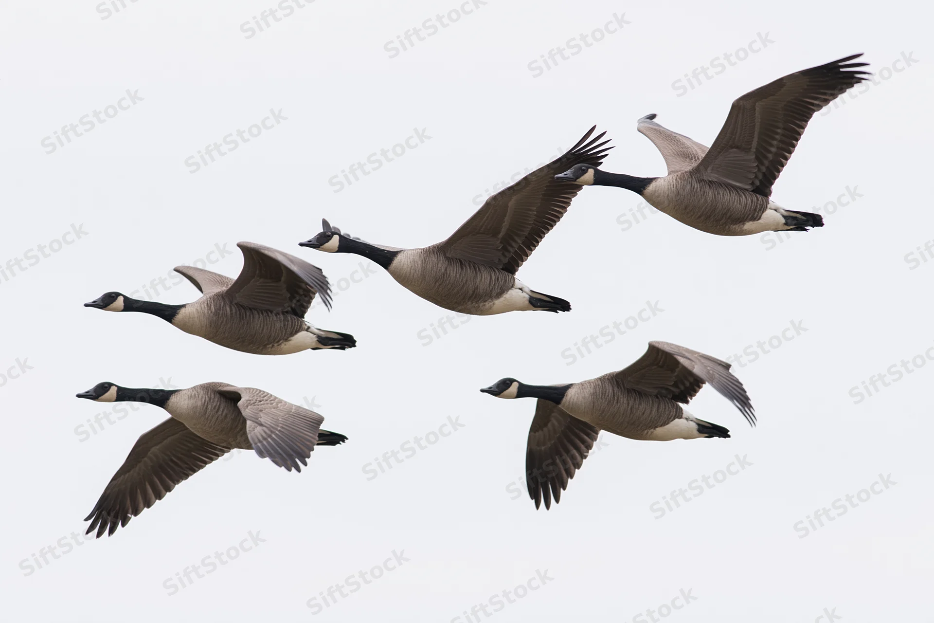 Five canada geese in mid-flight in loose formation with wings fully spread against a white sky