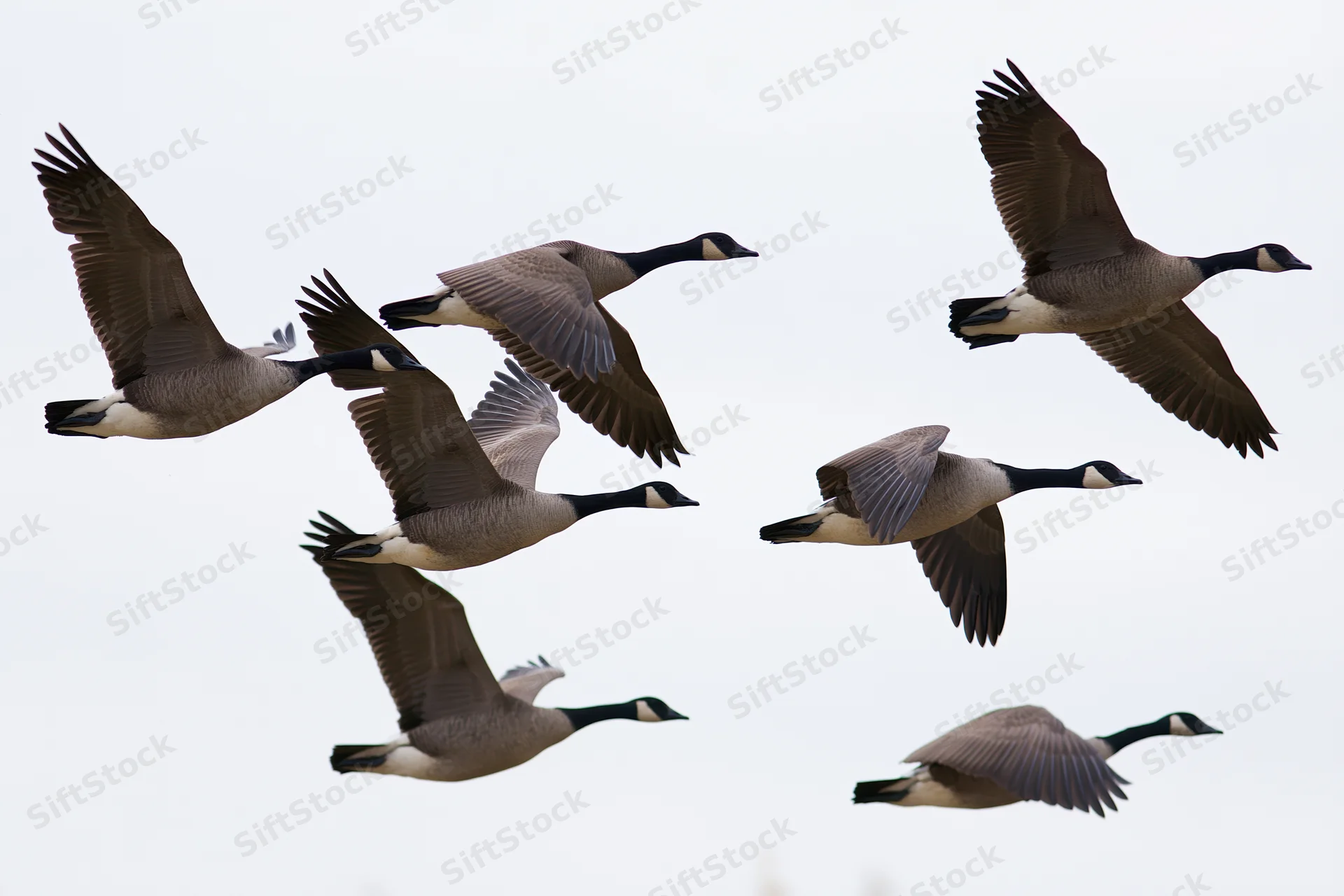 Canada geese in loose formation mid-flight against a plain sky