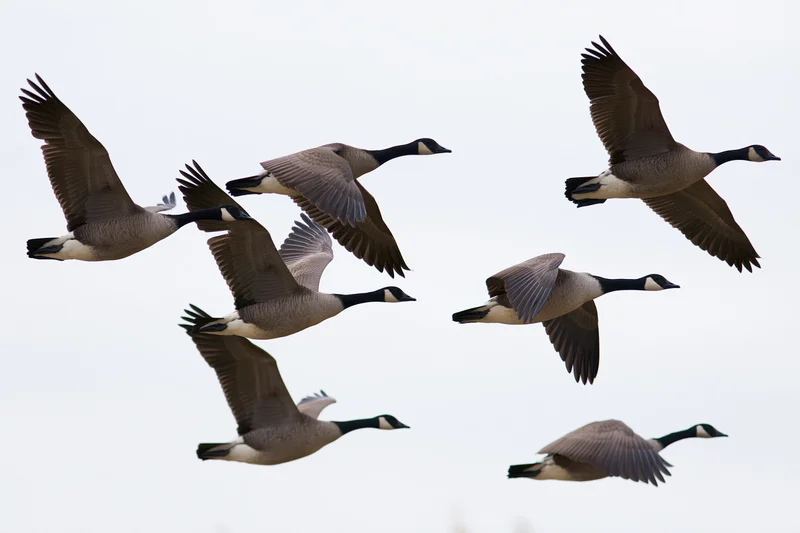 Canada geese in loose formation mid-flight against a plain sky