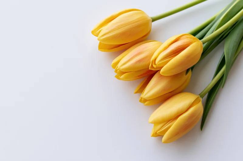 Five yellow tulips with green stems arranged loosely on white surface