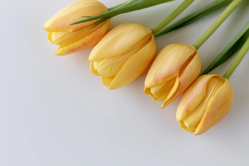 Four yellow tulips arranged diagonally on a white surface with copyspace