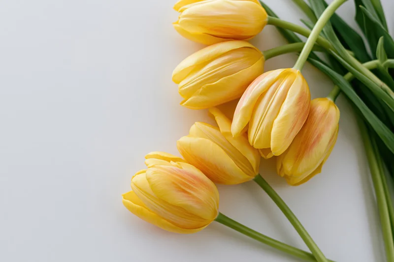 Five yellow tulips with green stems arranged loosely on a white surface