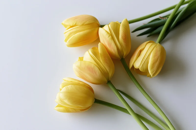 Five yellow tulips arranged loosely on a white surface with copyspace