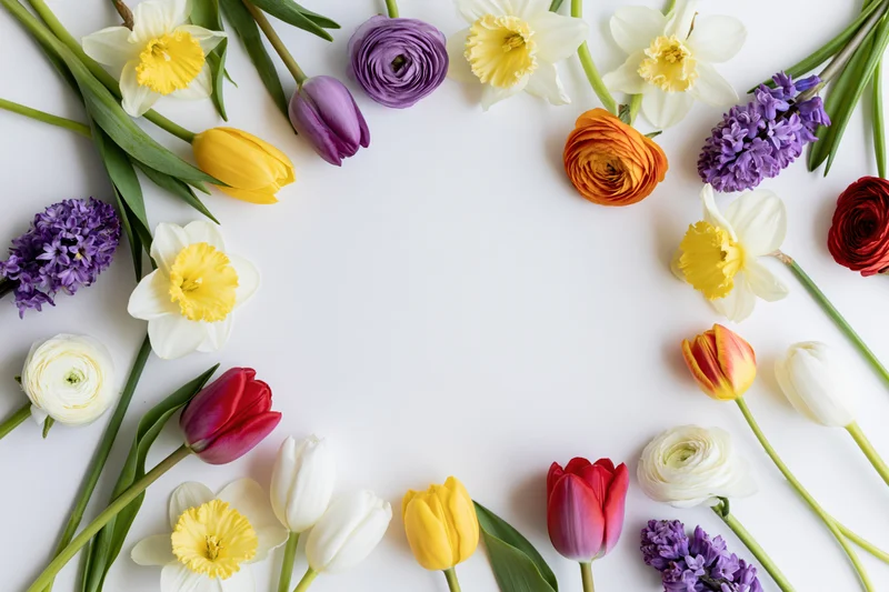 Mixed spring flowers arranged in a flat lay frame on white background with copyspace