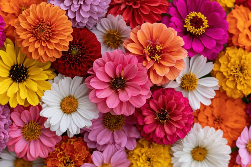 Densely packed mixed garden flowers zinnias and daisies in flat lay arrangement