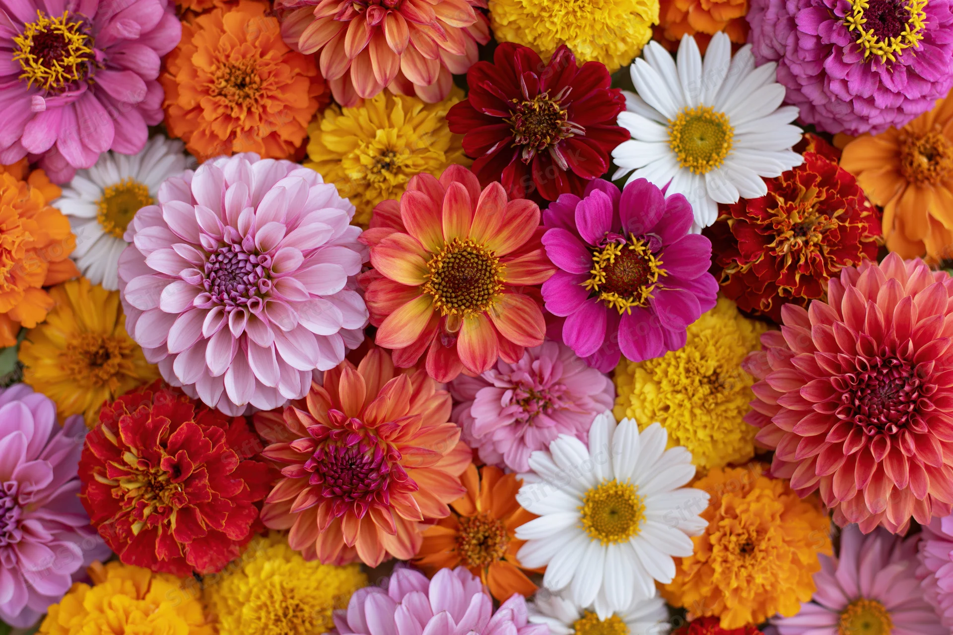 Densely packed mixed garden flowers arranged in flat lay view
