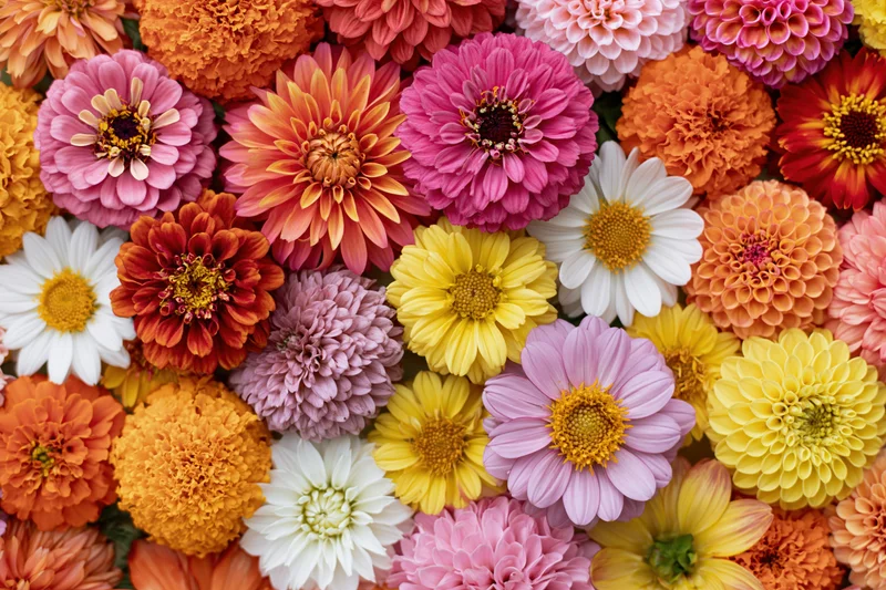 Densely packed zinnias and daisies in a flat lay arrangement showcasing vibrant garden flowers