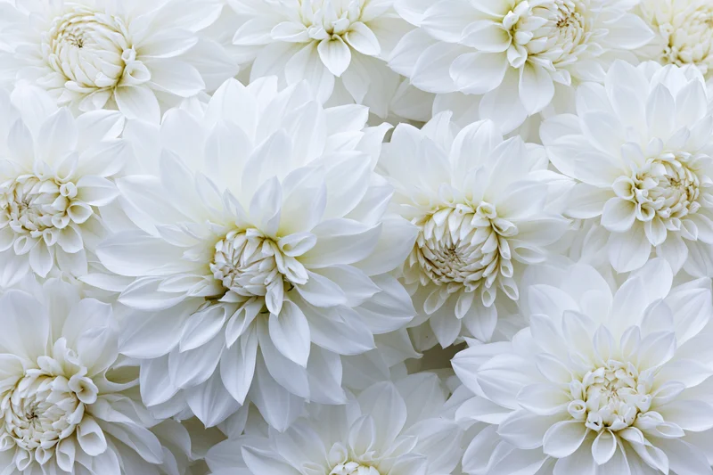White dahlia flowers densely packed in a flat lay arrangement