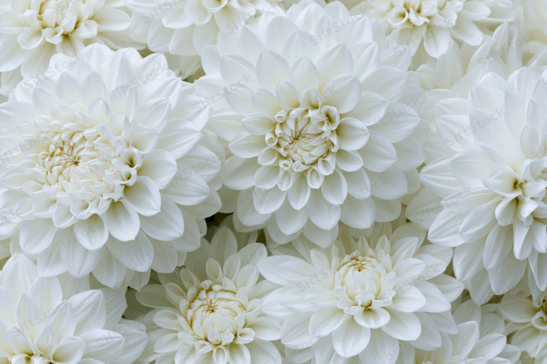 White dahlia flowers densely packed in a flat lay arrangement filling the frame