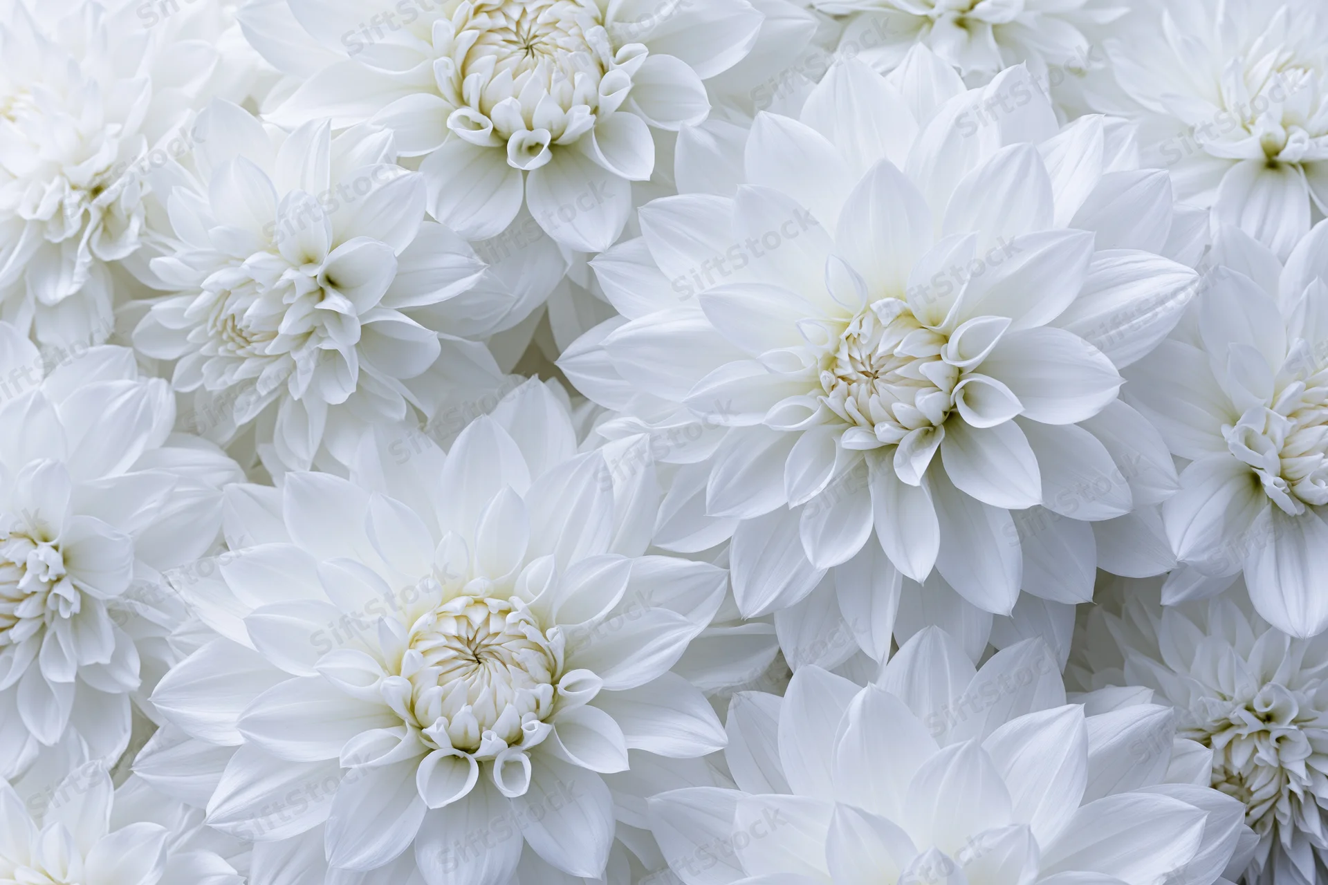 White dahlia flowers densely packed in a flat lay arrangement filling the frame