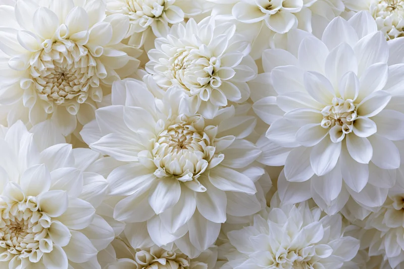 White dahlia flowers densely packed in a flat lay arrangement