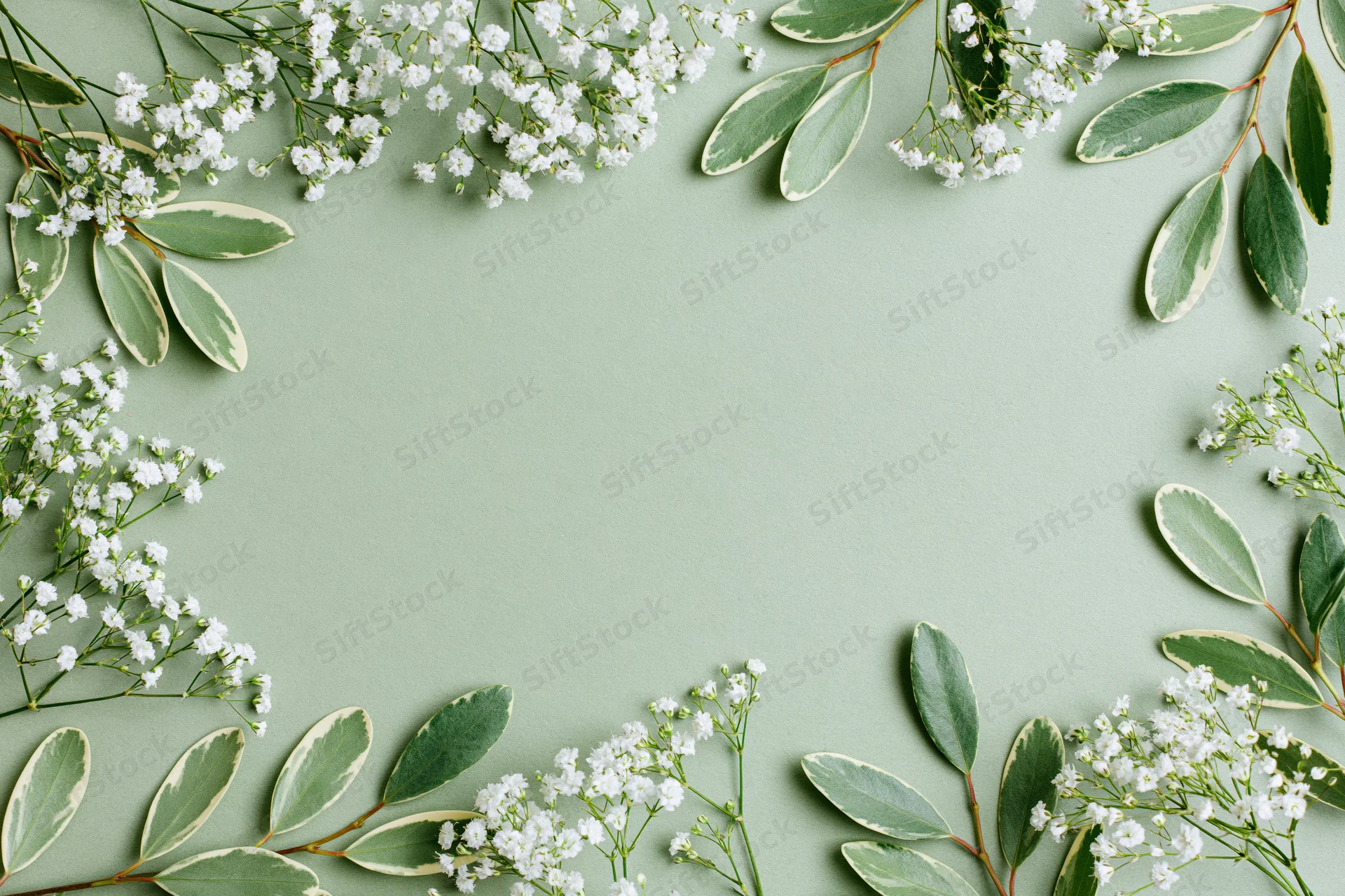 White gypsophila sprigs and variegated green leaves arranged in a flat lay frame on a mint green background with copyspace
