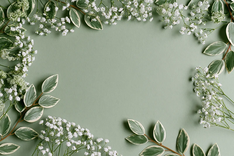 White gypsophila and variegated green leaves arranged in a flat lay border on a green background with copyspace