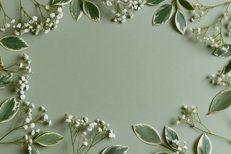 White gypsophila sprigs and variegated green leaves arranged in a flat lay border on a muted green surface with copyspace in the center