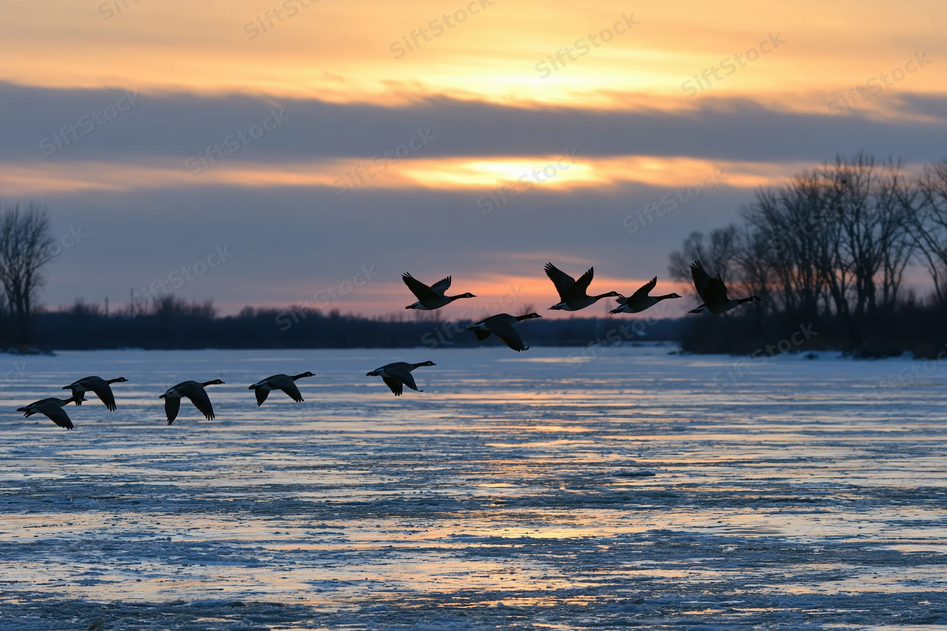 Flock of canada geese flying in loose v-formation over frozen lake at sunset