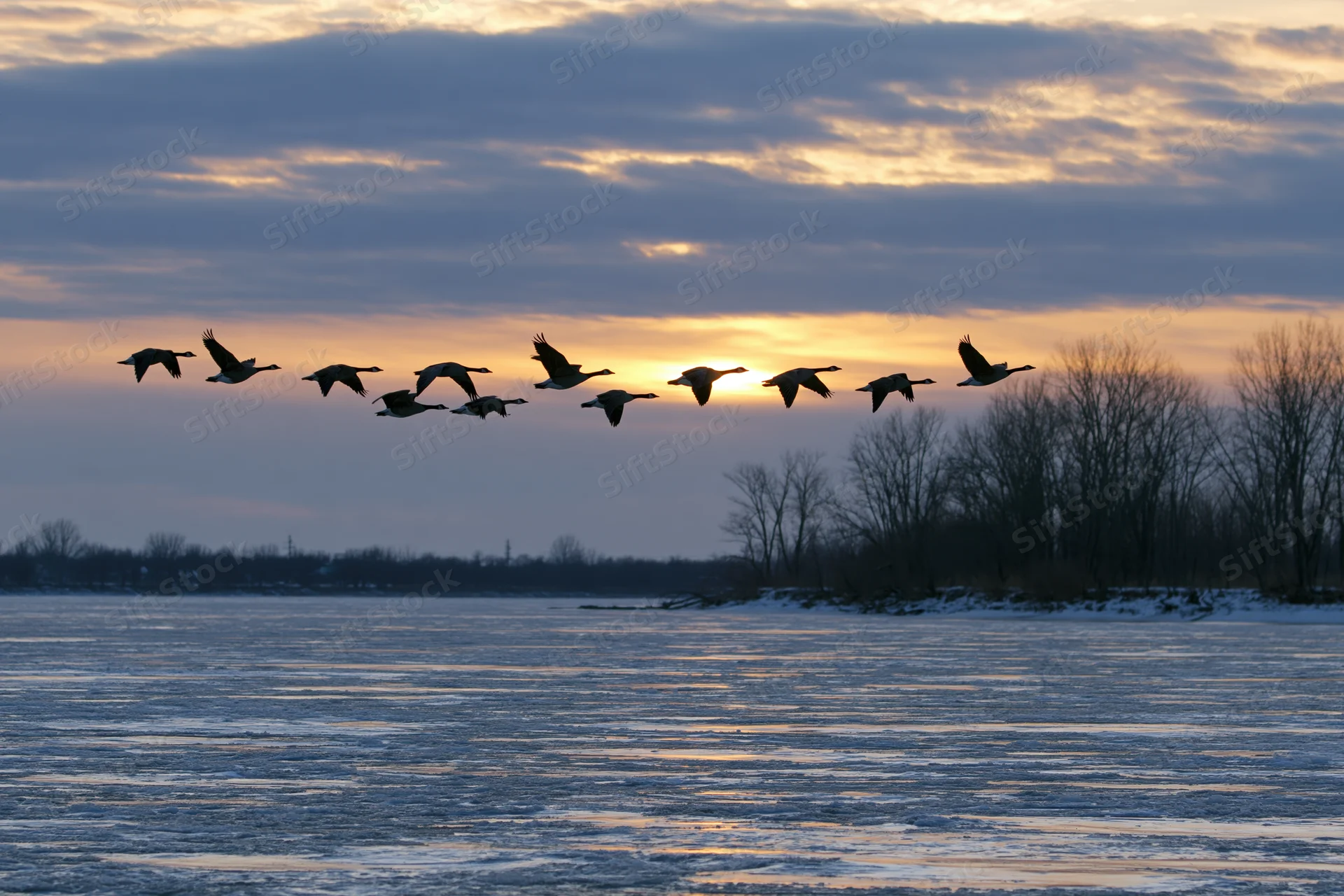 Flock of canada geese flying in loose v-formation over frozen river at sunset