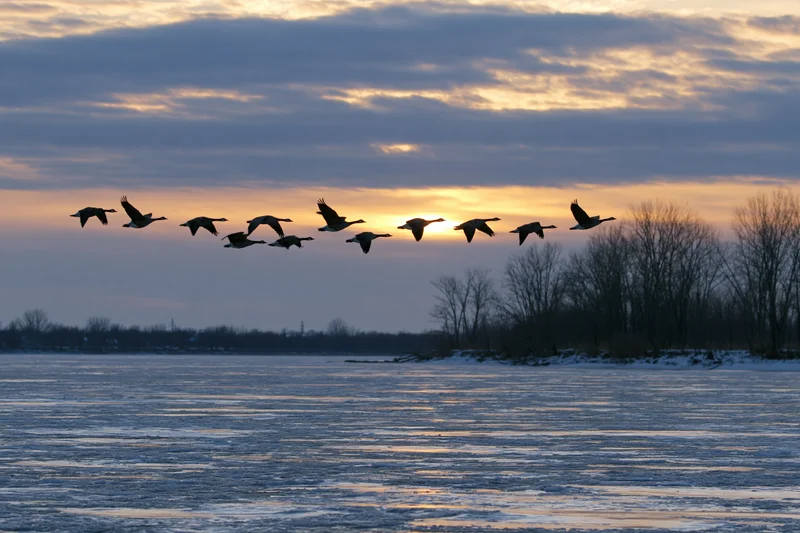 Flock of canada geese flying in loose v-formation over frozen river at sunset