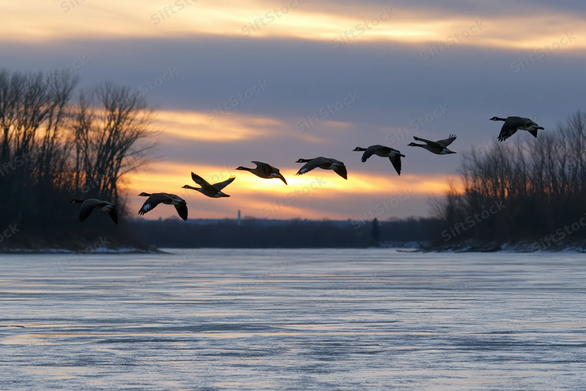 Flock of canada geese flying in loose v-formation over frozen river at sunset
