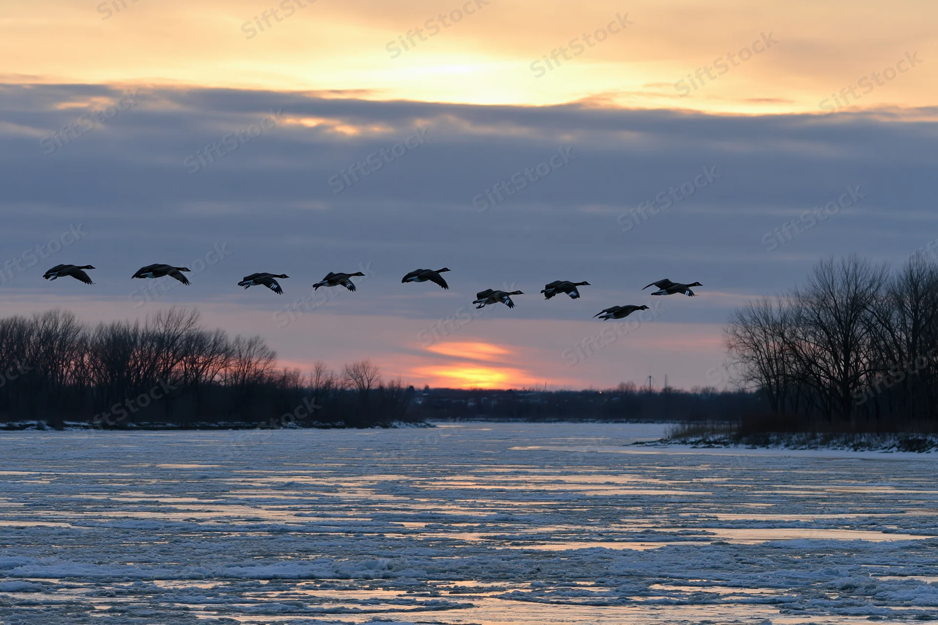 Flock of canada geese flying in loose v-formation over frozen river at sunset