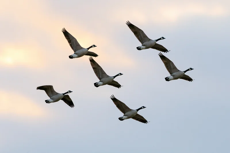 Flock of canada geese in mid-flight with wings extended against a soft twilight sky