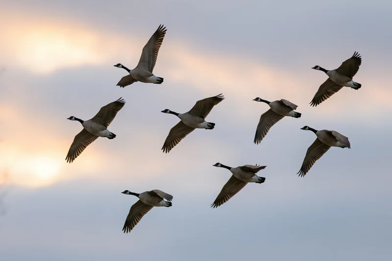 Flock of canada geese in mid-flight with wings extended against a sunset sky