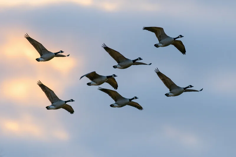 Flock of canada geese in mid-flight with wings extended against a cloudy sky at sunset