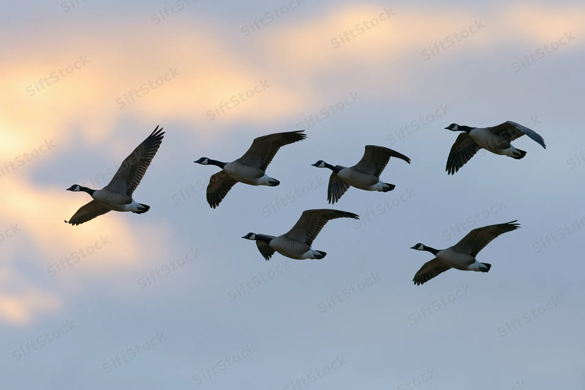 Flock of canada geese in flight with wings extended against cloudy sky at sunset